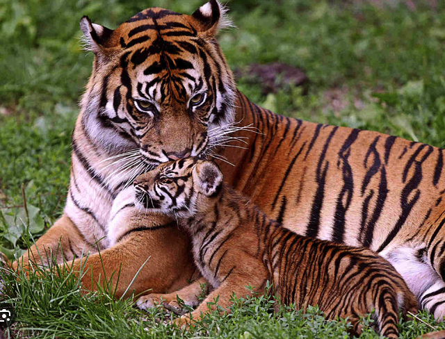 tigre